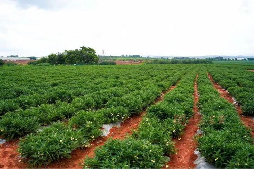 從會場到田間 石林西洋參產業(yè)的實地探訪與展望