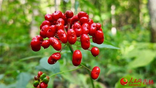 行進中國·數字賦能提質效 電子圍欄守護下的黑參產業新篇章