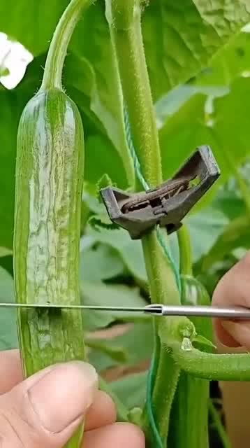 從人參果到黑參 看似高檔的養生食材，其實家庭養護很簡單